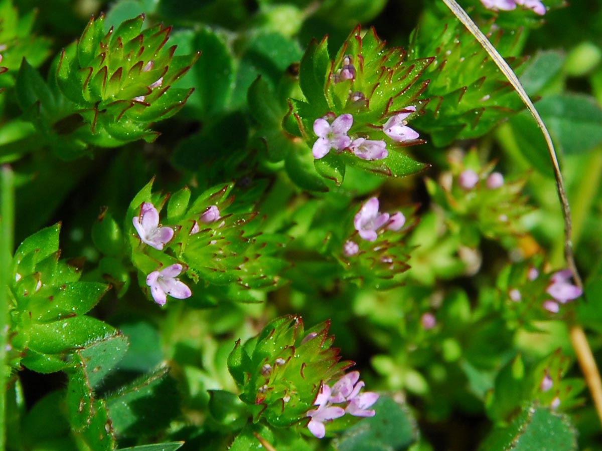 Blüten